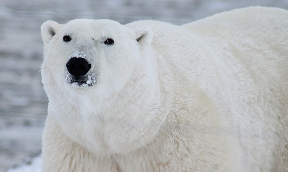 An image of a polar bear – one of the hazards Lesley could encounter