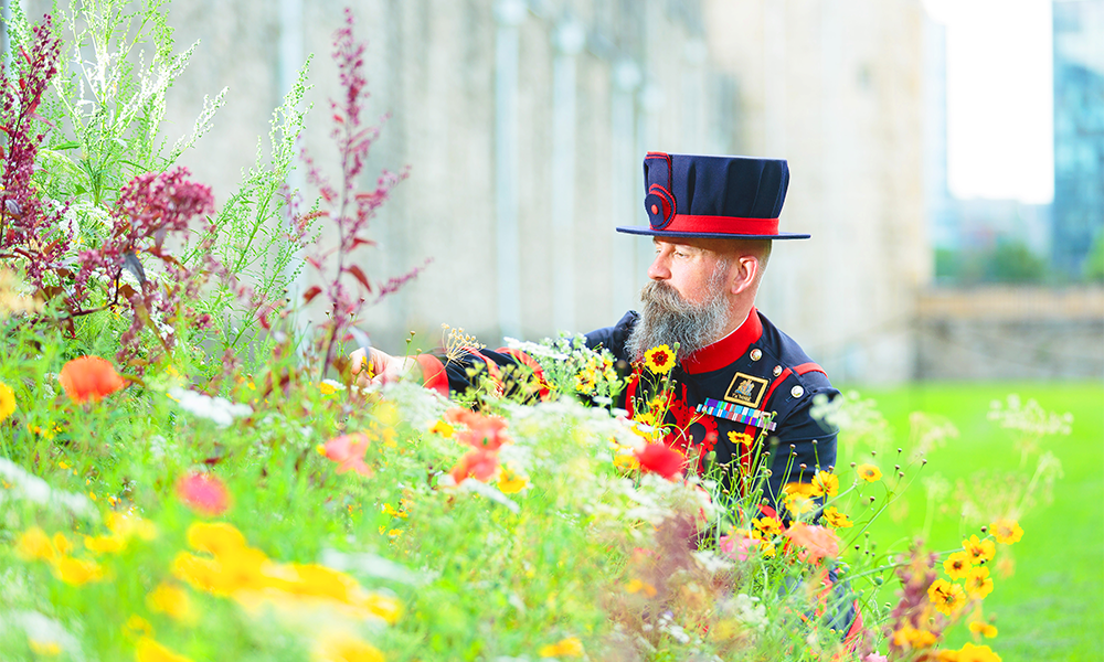 A Yeoman Warder enjoys the flowers during a trial for Superbloom in 2021