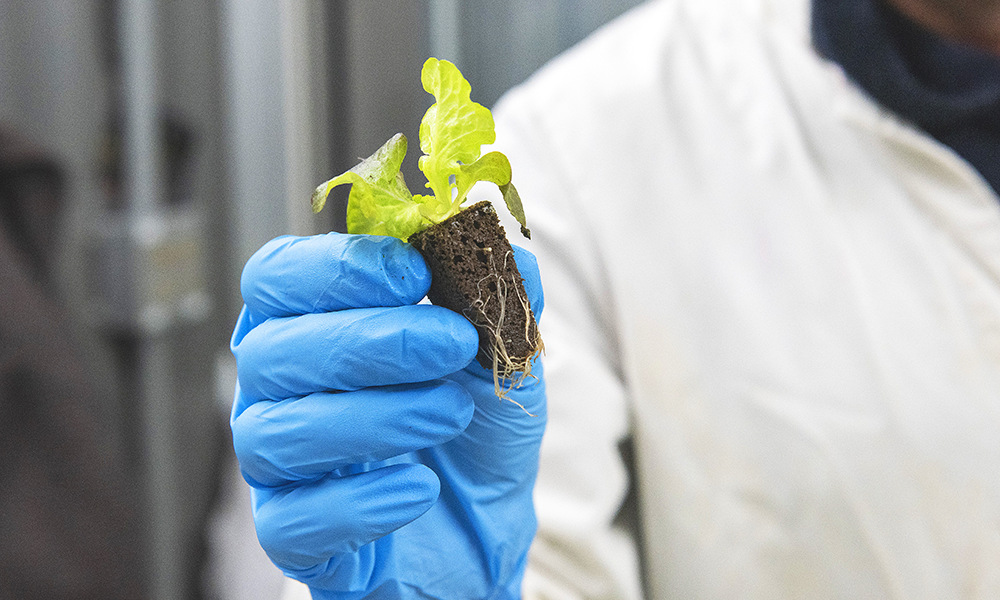 Crops are started as seedlings and then planted into vertical farms