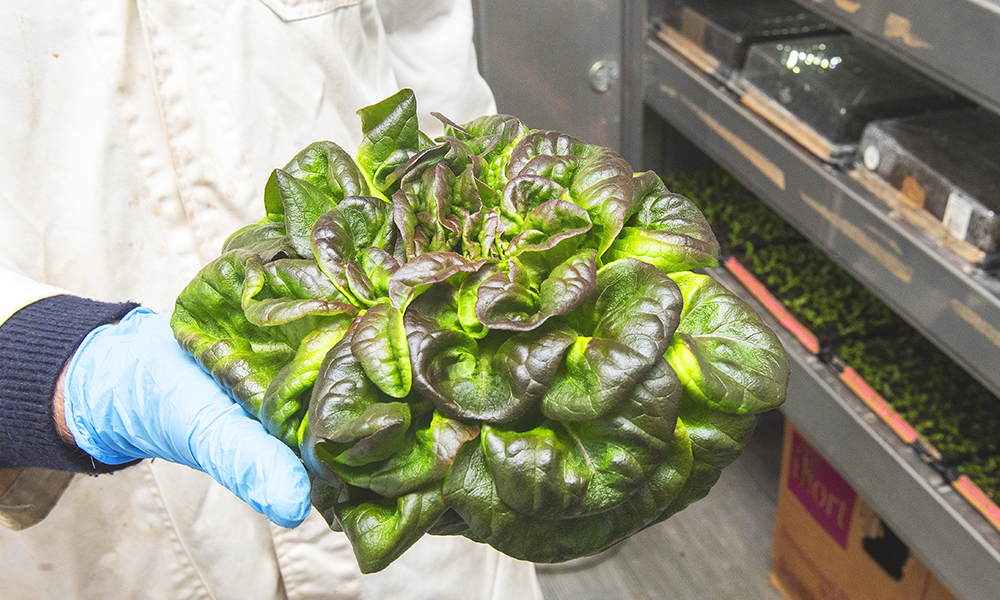 A Crate To Plate lettuce ready for the table