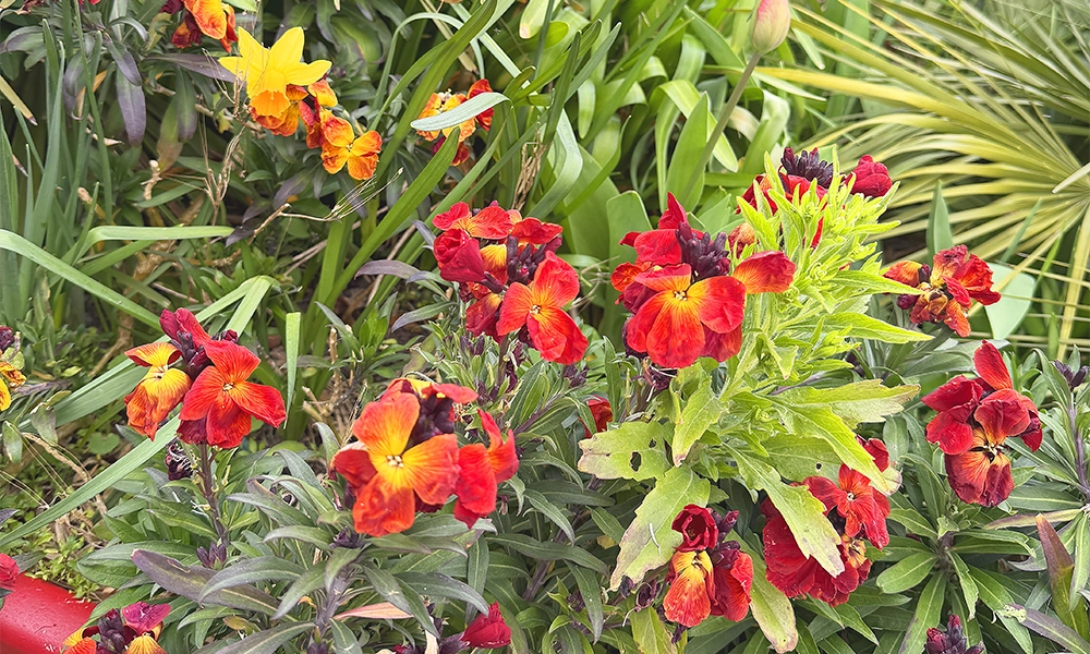 Flowers bloom at Cody Dock - image by Jon Massey