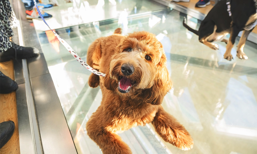 The walkways include glass floors so visitors to the bridge – which is dog-friendly throughout – can look down to the Thames below - image by Tower B