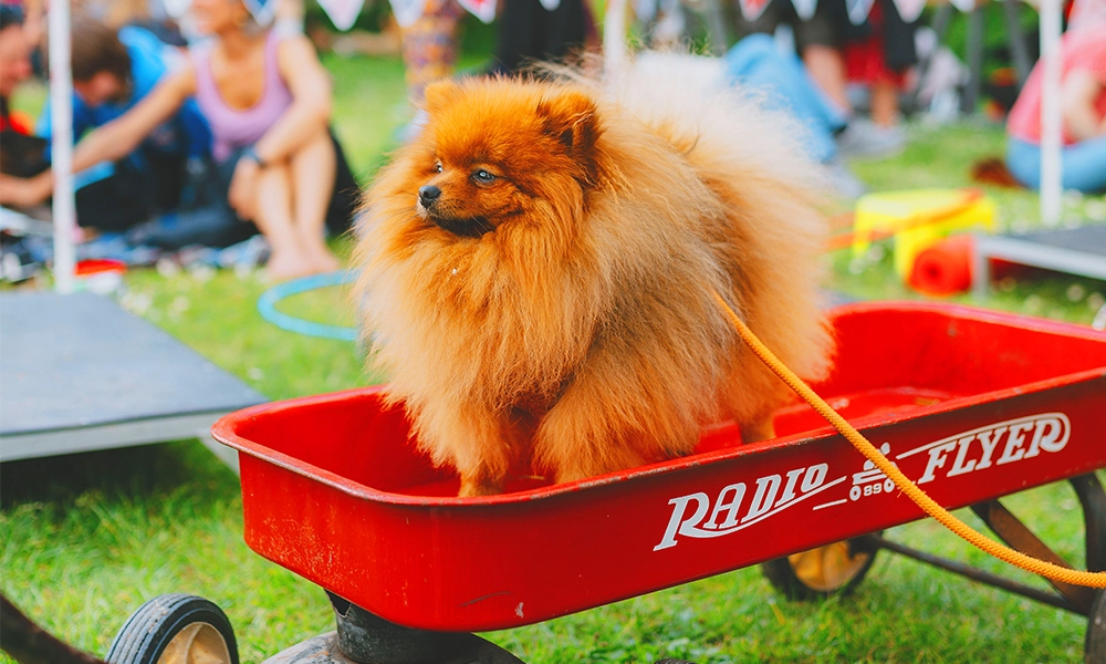 Dogs and owners can learn new tricks at the festival - image by Kris Huphreys Photography