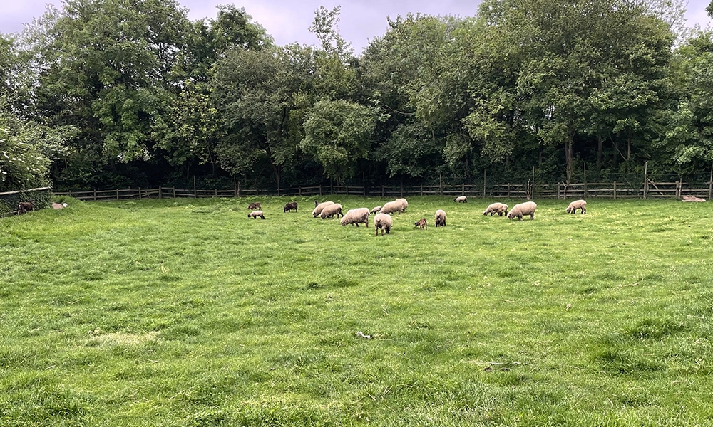 The farm supports rare breeds and has sheep, goats, pigs and cows - image by Jon Massey