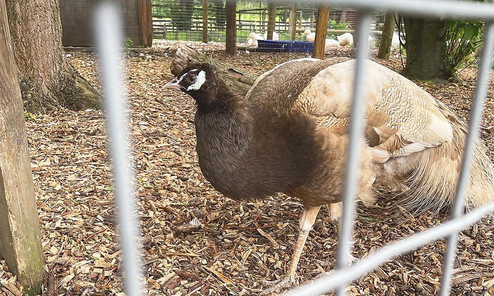 Free at the point of delivery, the farm is popular with local residents and visitors to the area - image by Jon Massey