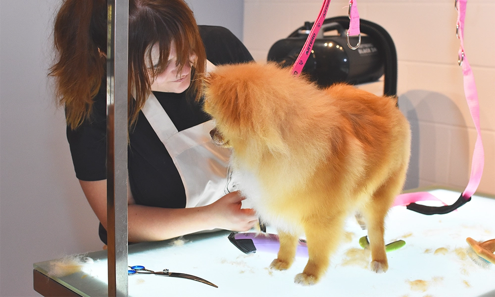 Dog groomer Nancy Salt trims Pomeranian Rich at Pawsome - image by Jon Massey / Wharf Life