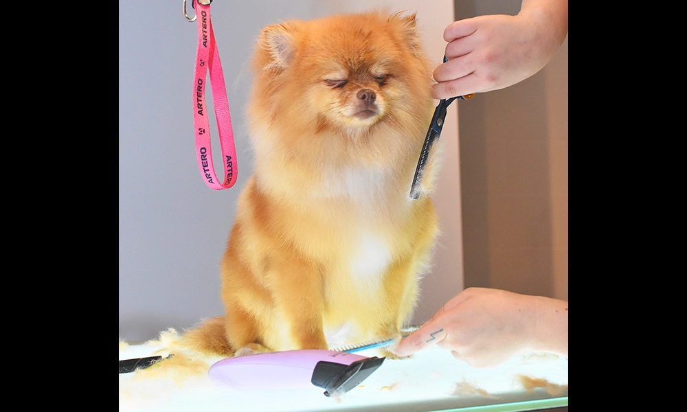 Pawsome Pet Grooming And Spa has opened its doors at 8 Harbord Square in Wood Wharf - image by Jon Massey / Wharf Life