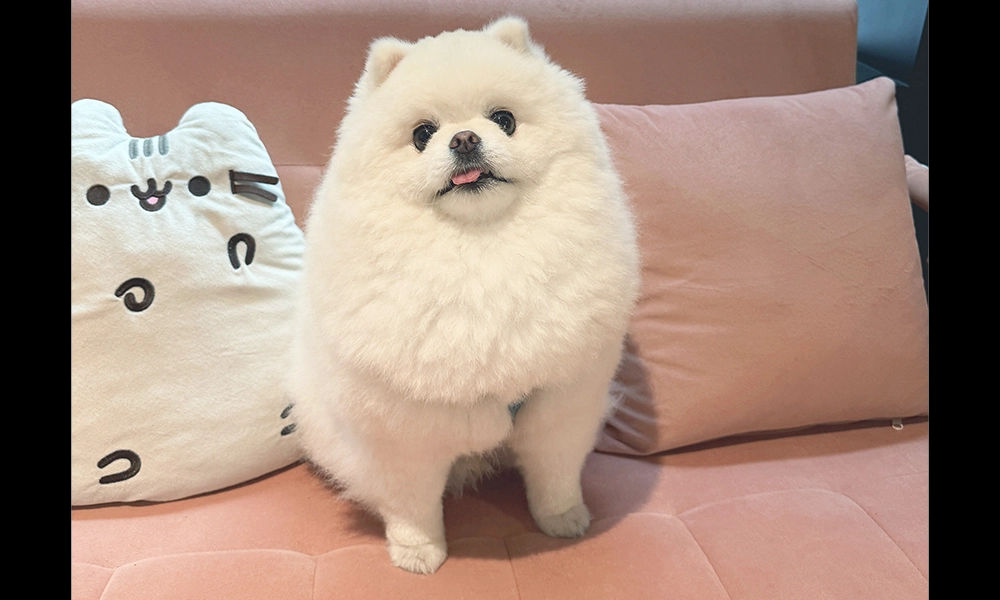 Vincent Van Der Fluff, Pawsome CFO, relaxes on a sofa - image by Jon Massey / Wharf Life