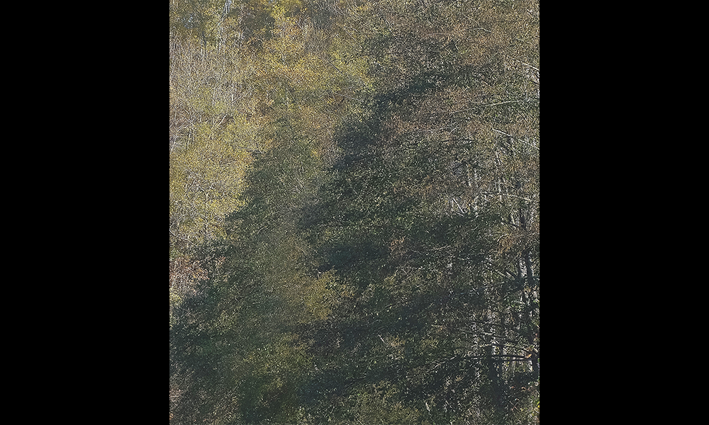 Rhiain has spent more than a decade capturing the textures and shapes of the area near her home in France - image by Rhiain Lefton