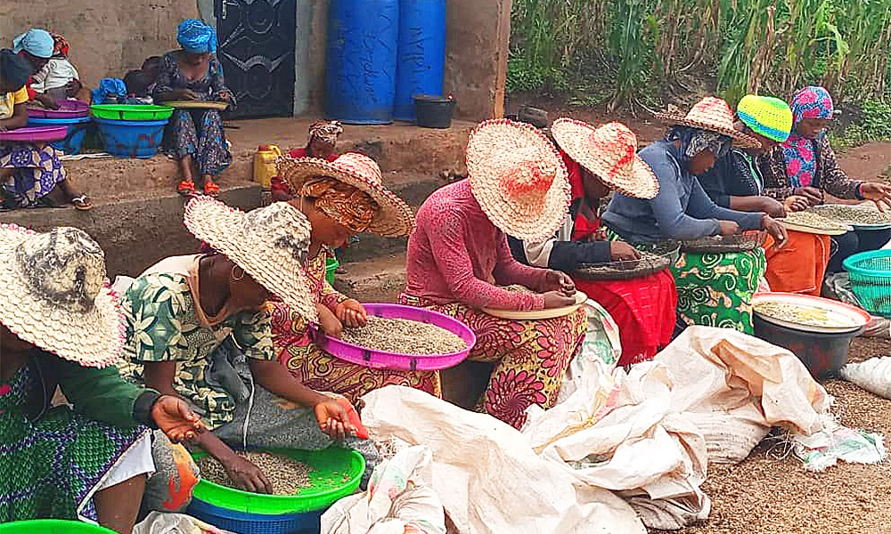 Beans are sorted by farmers in Cameroon - image by Amero