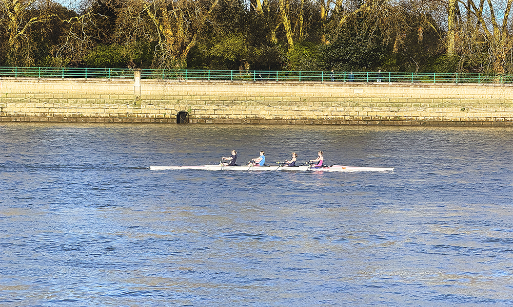 Rowers are a common sight on the Thames at Putney - image by Jon Massey / Wharf Life