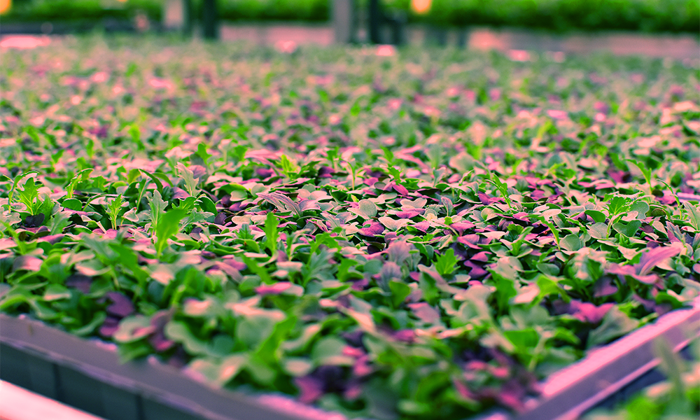 Controlled environment agriculture can be used to grow a wide variety of produce - image by Jon Massey / Wharf Life