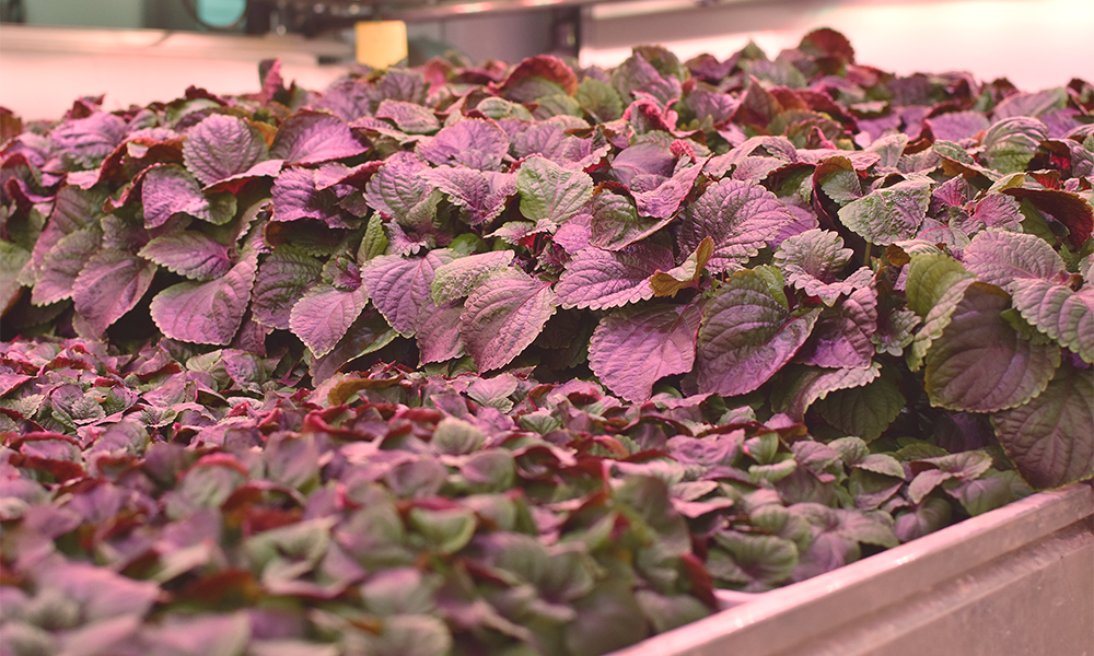 Plants can be grown two or three times faster using Harvest London's approach - image by Jon Massey / Wharf Life