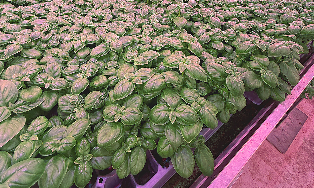 Basil at Harvest London destined for Pizza Pilgrims - image by Jon Massey / Wharf Life