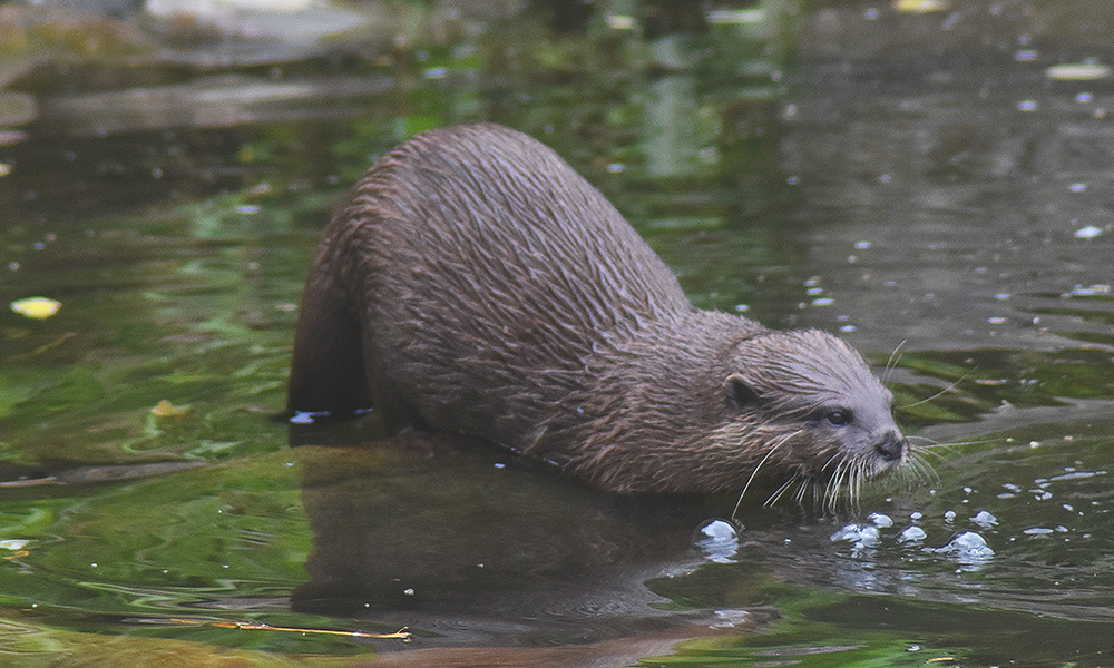 One of the WWT London Wetland Centre's otters at play - image by Jon Massey / Wharf Life
