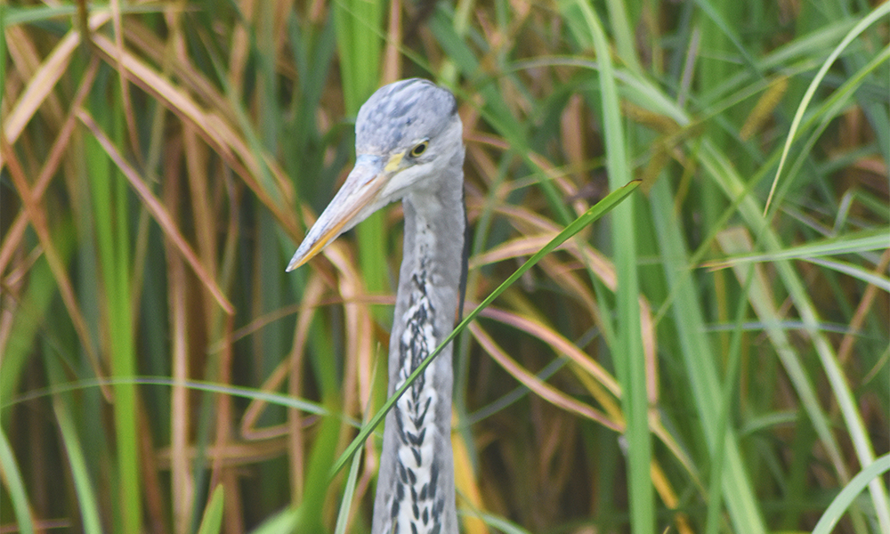 A grey heron at the London Wetland Centre - image by Jon Massey / Wharf Life