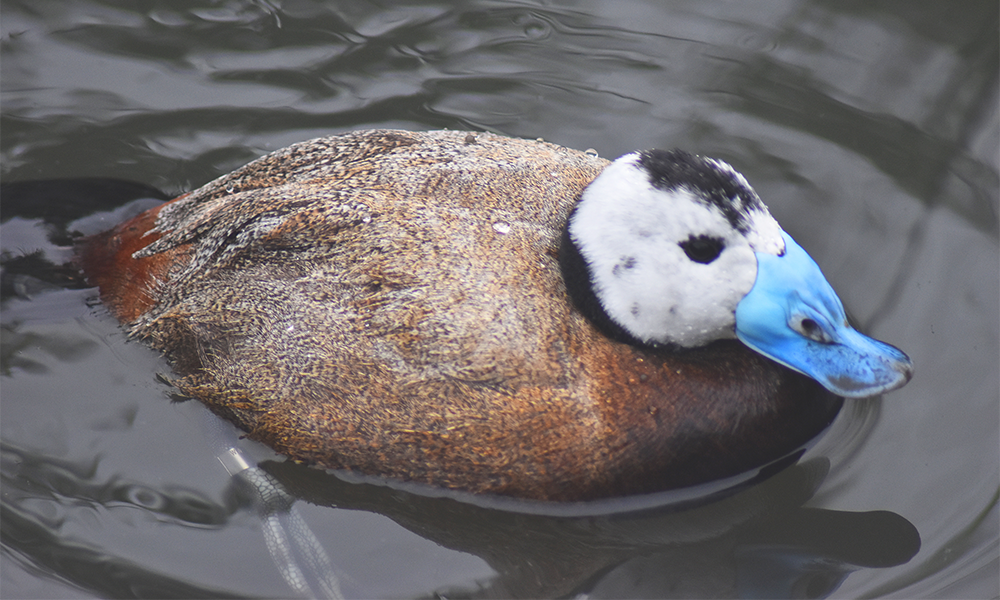 Fond of diving: A white-headed duck with a striking blue bill, spotted in Barnes - image by Jon Massey / Wharf Life