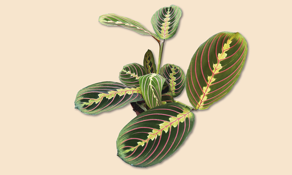 Will's favourite plant is the Prayer Plant, Maranta Fascinator, available from Plant And Person for £7 - image by Jon Massey / Wharf Life