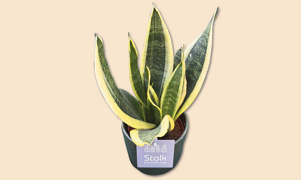 A low maintenance option,  the Snake Plant, Sansevieria Trifasciata, available from Plant And Person for  £12 - image by Jon Massey / Wharf Life