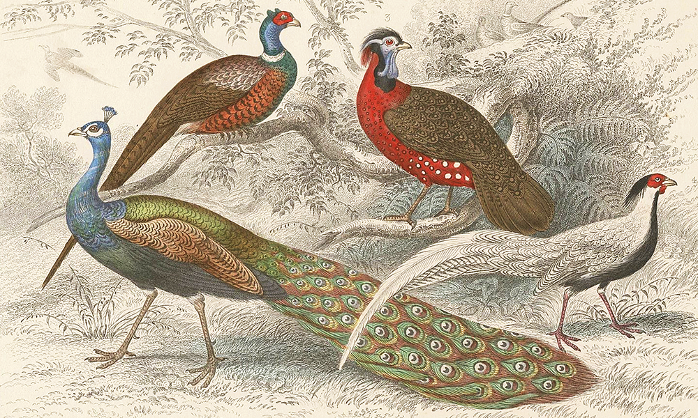 Detail from Pheasants And Peacocks antique print, published 1862 in Oliver Goldsmith’s A History Of The Earth And Animated Nature, £45 - image supplied by Frontispie